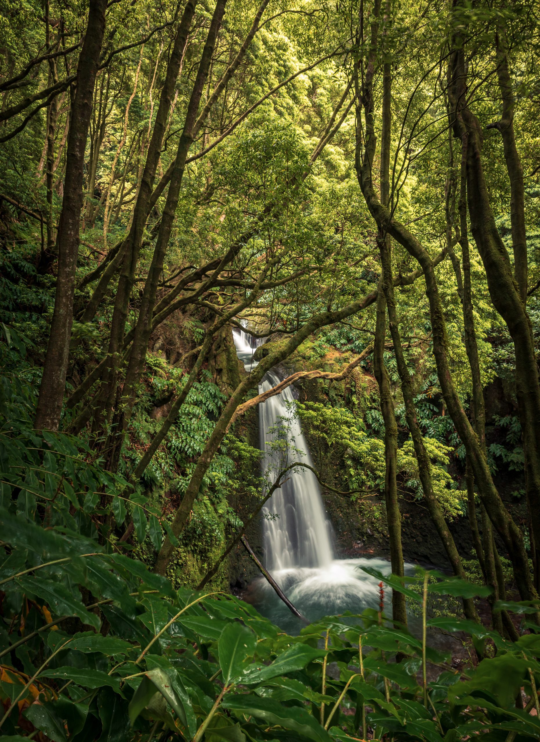 Marco Medeiros | The imposing waterfall of The Prego Waterfall, surrounded by its typical Macaronesian vegetation.