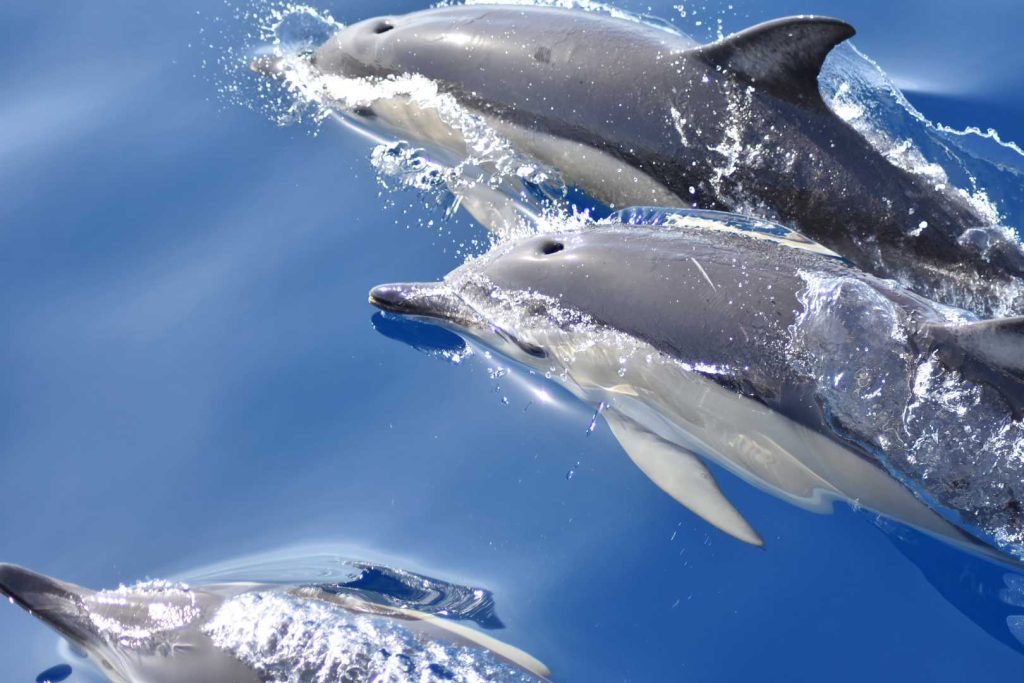 David Rodrigues | Group of common dolphins breathing