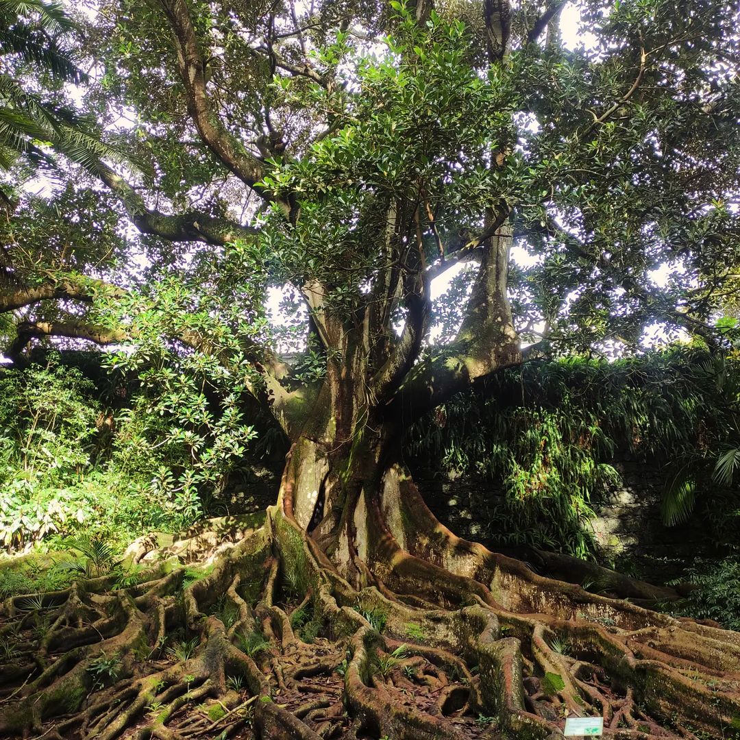 Jardim Botânico José do Canto: A Green Break In the Middle of Ponta Delgada