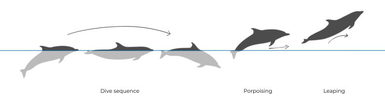 Atlantic Spotted Dolphin illustration dive sequence