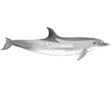 Atlantic Spotted Dolphin