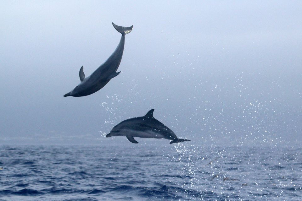 Atlantic Spotted Dolphin photo Azores