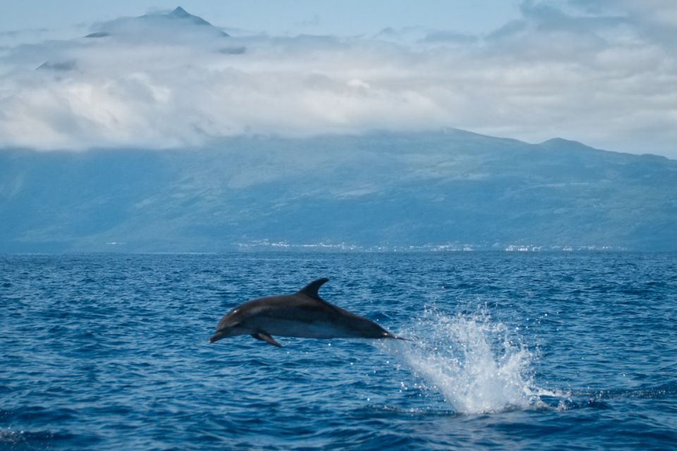 Atlantic Spotted Dolphin photo Azores55