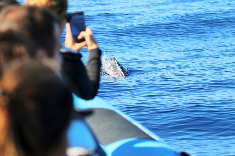 Atlantic Spotted Dolphin photo Azores56