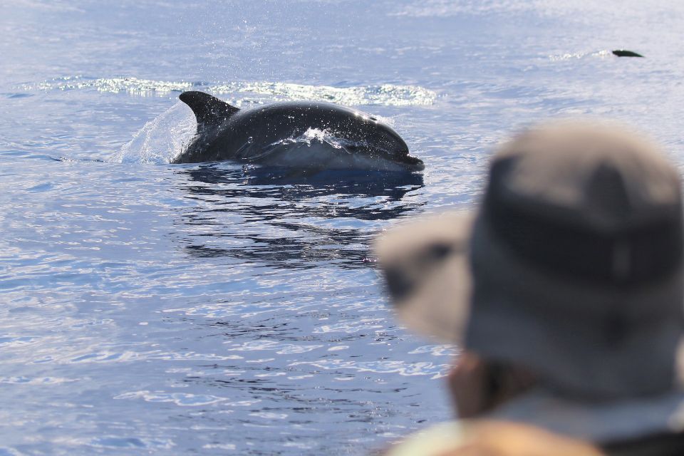 Atlantic Spotted Dolphin photo Azores55