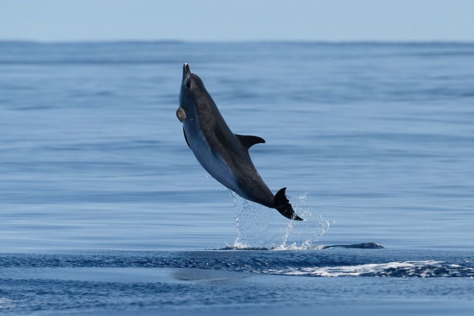 Atlantic Spotted Dolphin photo Azores60