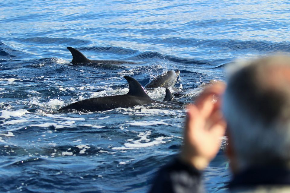 Atlantic Spotted Dolphin photo Azores55