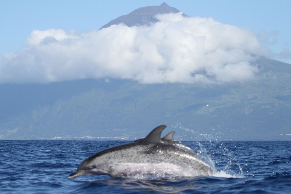 Atlantic Spotted Dolphin photo Azores60