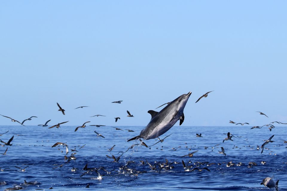 David Rodrigues | Atlantic Spotted Dolphin photo Azores