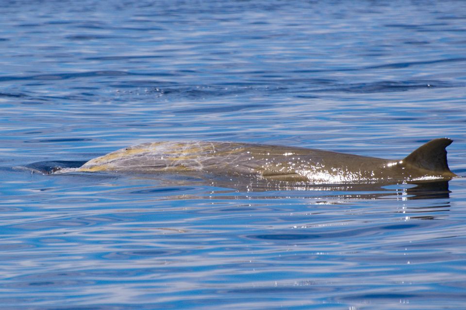 Blainville's Beaked Whale Azores56