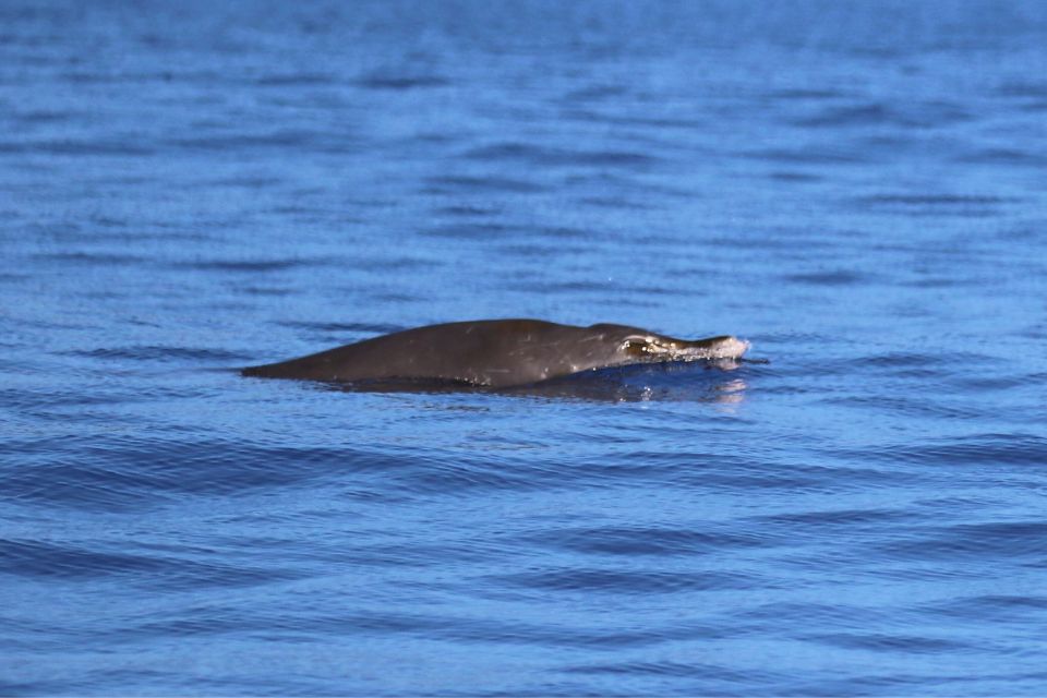 Blainville's Beaked Whale Azores57