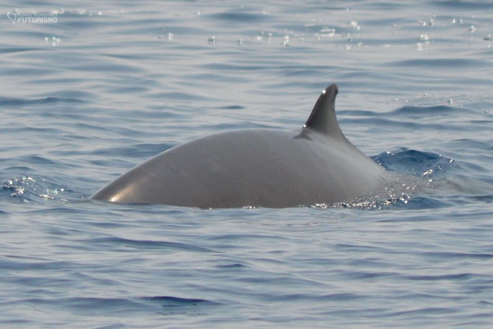 Blainville's Beaked Whale Azores59