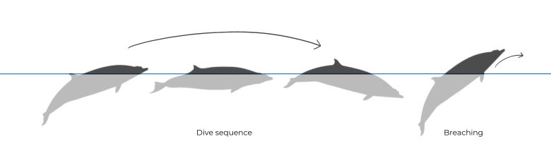 Blainville's Beaked Whale dive sequence illustration