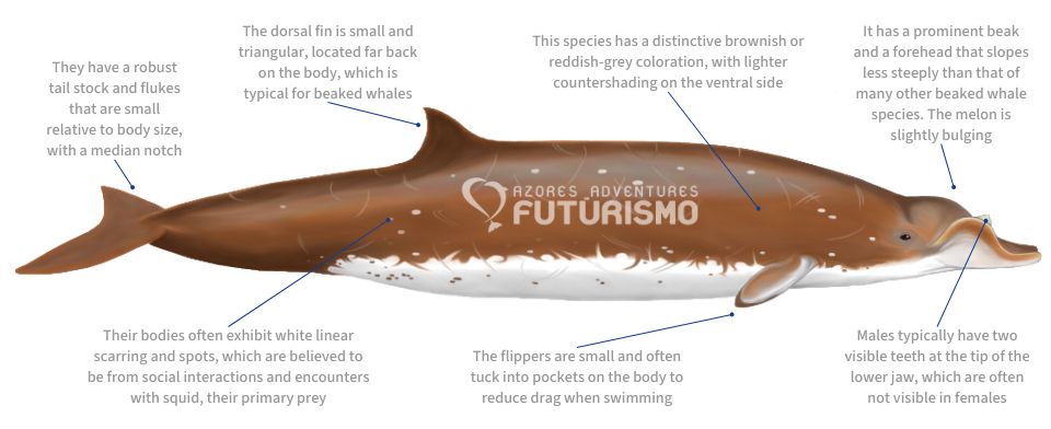 Blainville's Beaked Whale illustration with characteristics