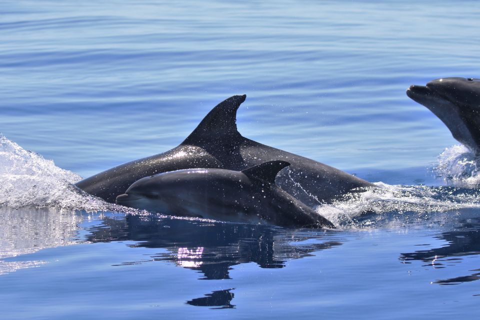 Bottlenose Dolphin Azores55