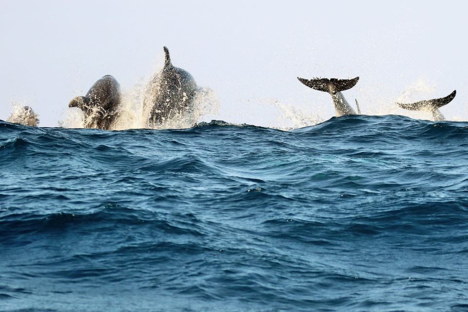 Bottlenose Dolphin Azores58