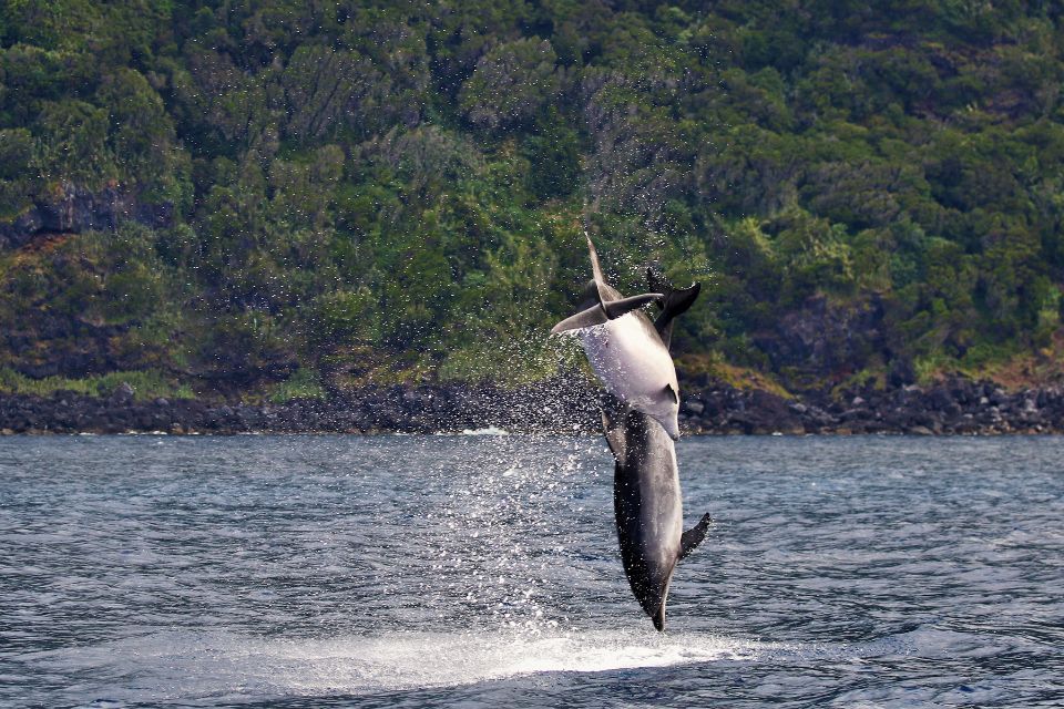 Bottlenose Dolphin Azores58