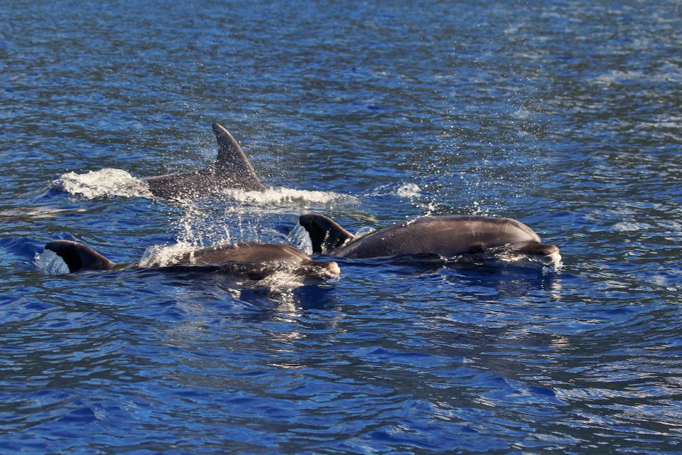 Bottlenose Dolphin Azores58