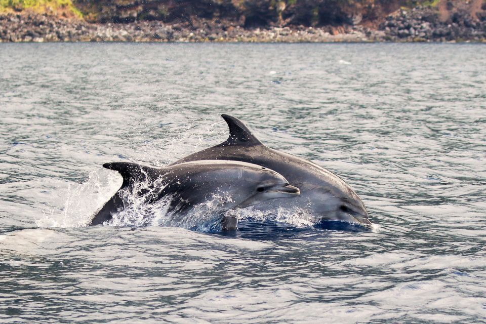 Bottlenose Dolphin Azores55