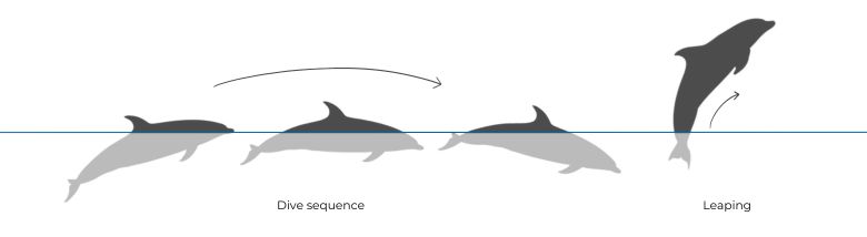 Bottlenose Dolphin illustration dive sequence