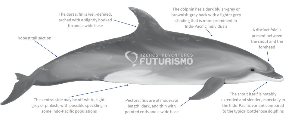 Bottlenose Dolphin illustration with characteristics