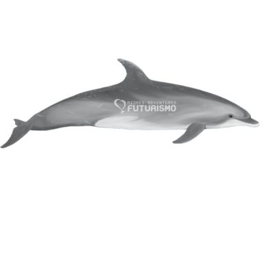 Bottlenose Dolphin