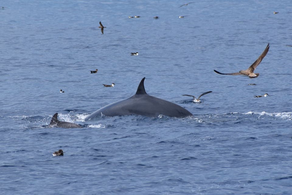 Baleine de Bryde Açores