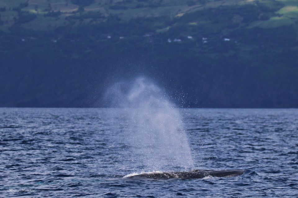 Baleine de Bryde Açores