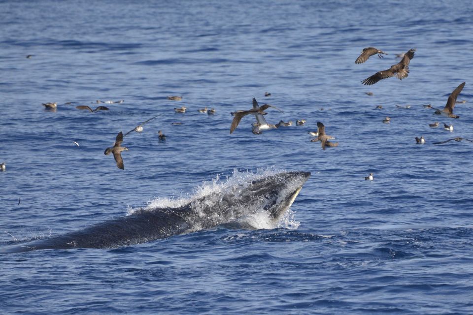 Baleine de Bryde Açores