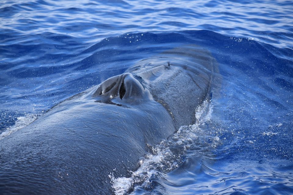 Bryde's Whale Azores