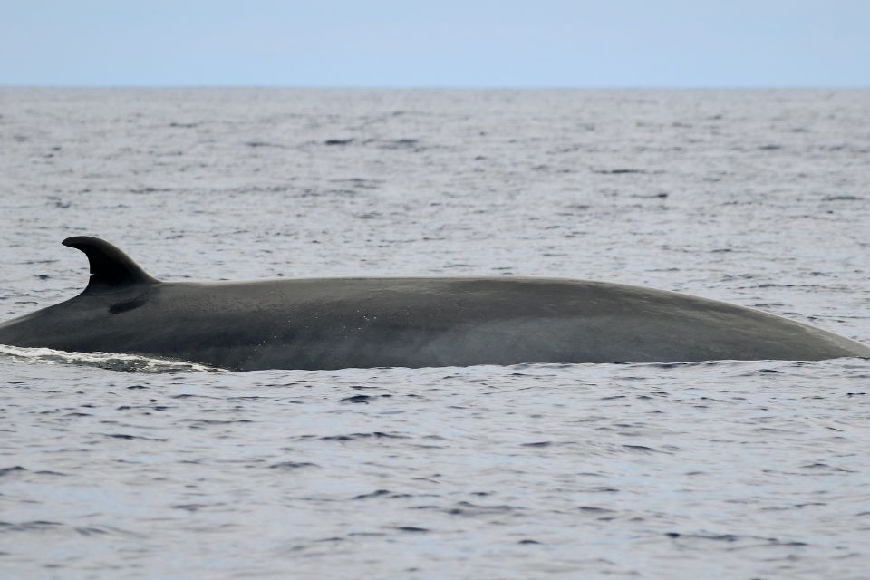 Baleine de Bryde Açores