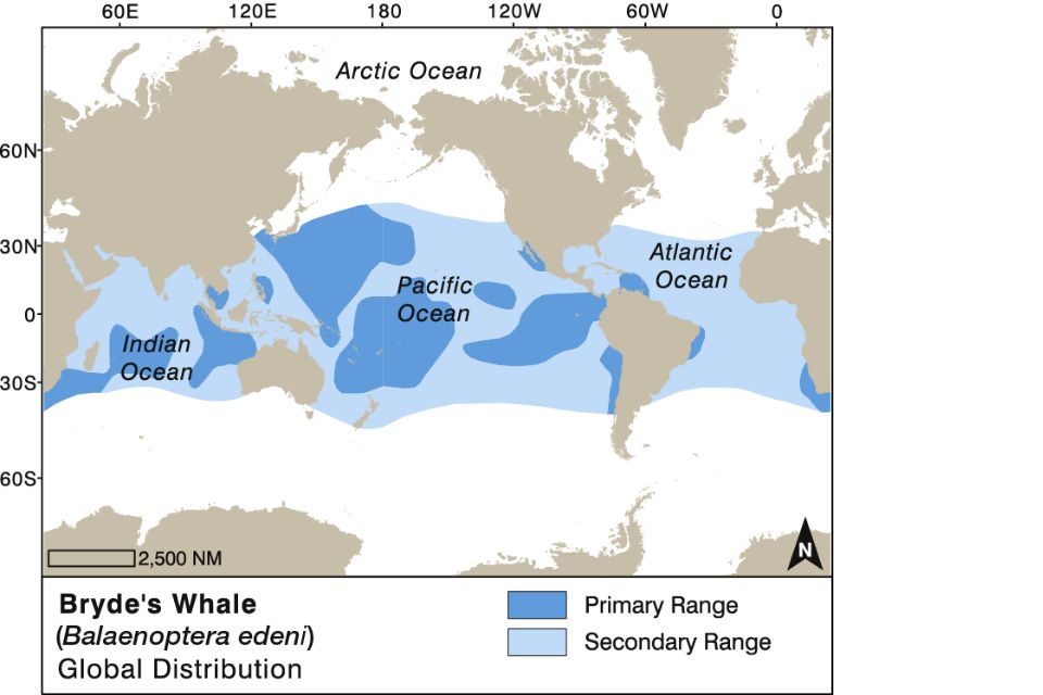 Illustration de la répartition et des mouvements des baleines de Bryde