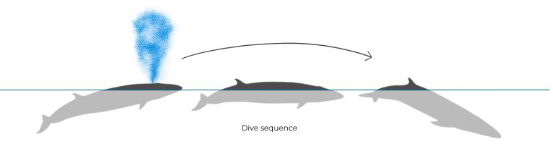 Illustration d'une séquence de plongée d'une baleine de Bryde