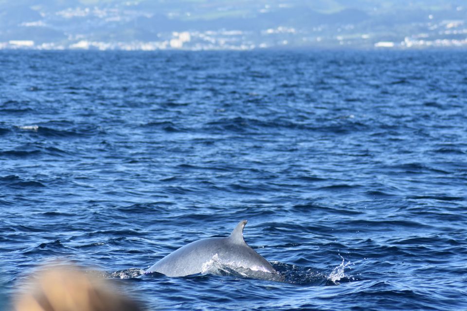 Common Minke Whale Azores Whale Watching