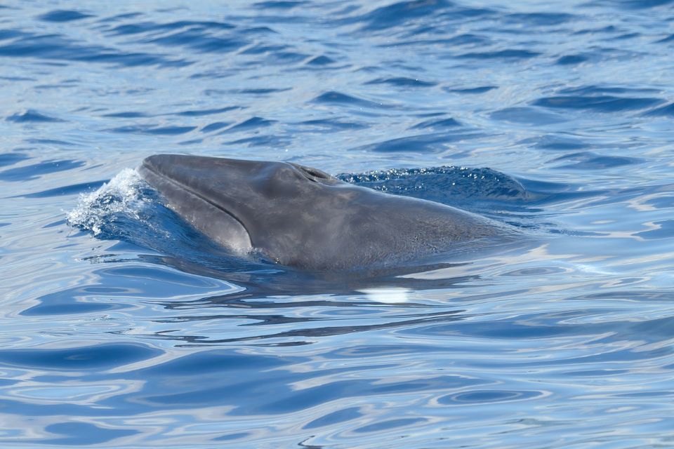 Common Minke Whale Azores