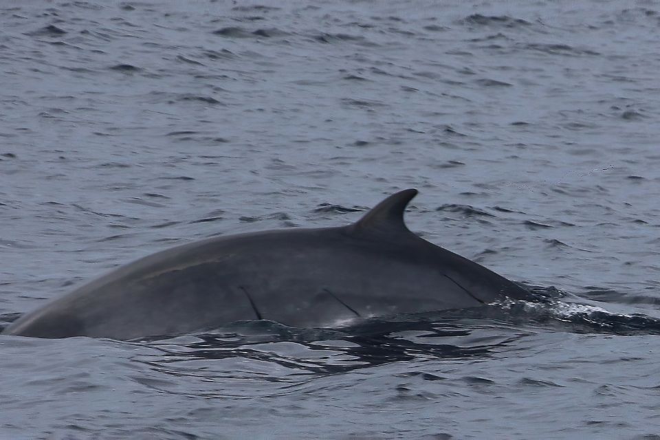 Common Minke Whale Azores1