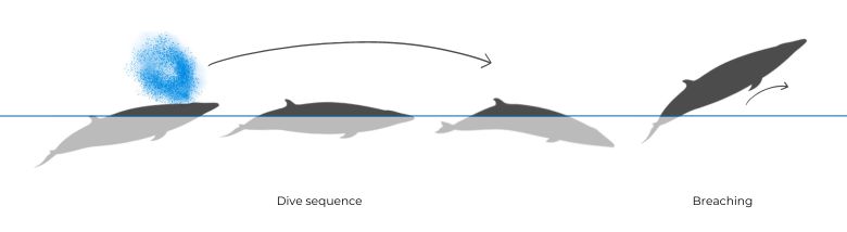 Common Minke Whale illustration Dive Sequence