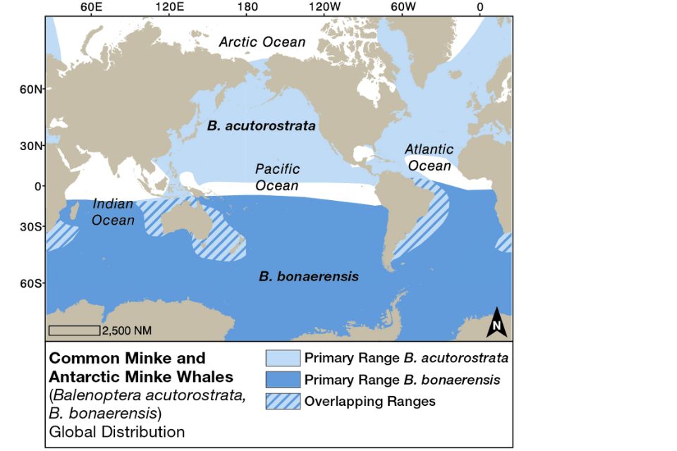 Common Minke Whale illustration distribution and movements