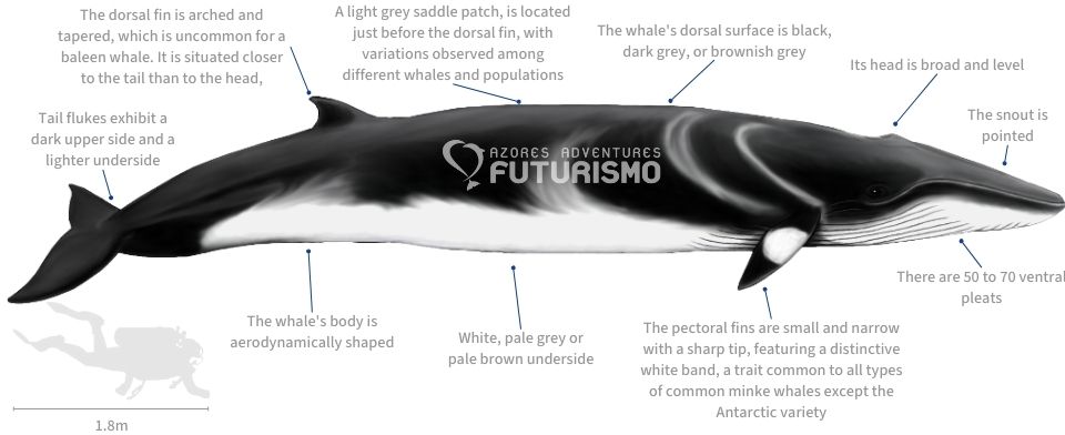 Common Minke Whale illustration with characteristics