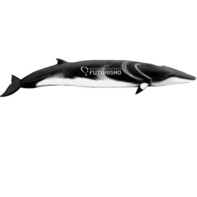 Minke Whale