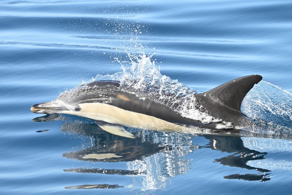 Common dolphin Azores photo