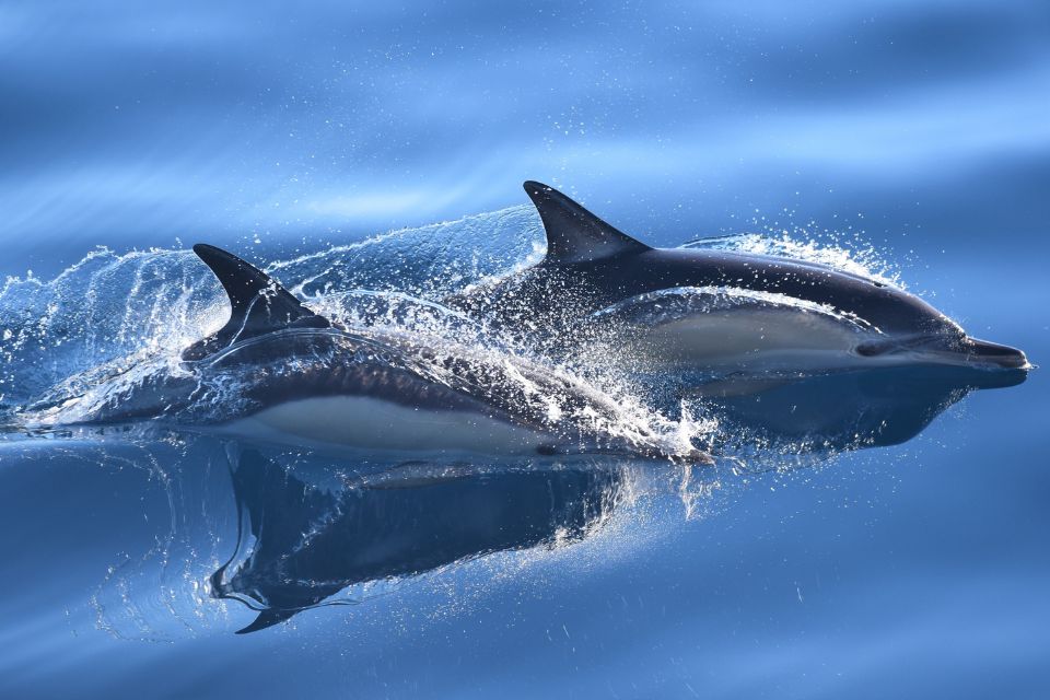 Common dolphin Azores photo