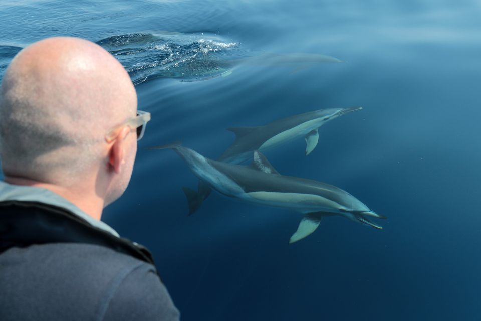 David Rodrigues | Common dolphin Azores photo