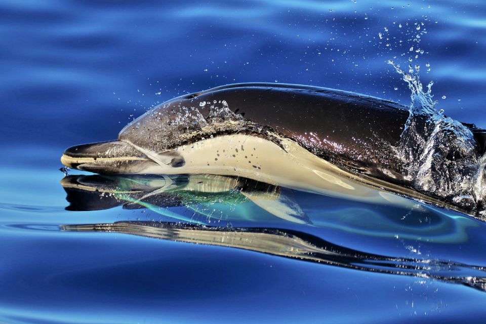 David Rodrigues | Common dolphin Azores photo