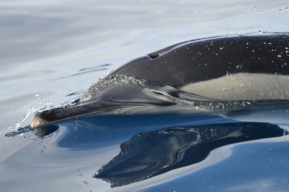 Common dolphin Azores photo