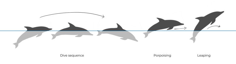 Common dolphin illustration Dive Sequence