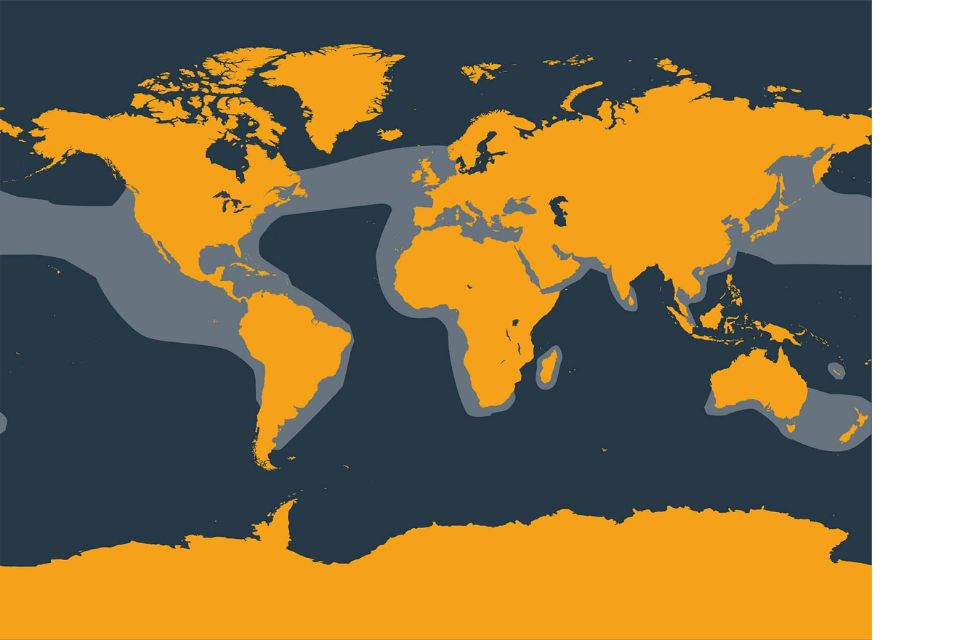 Common dolphin illustration distribution map