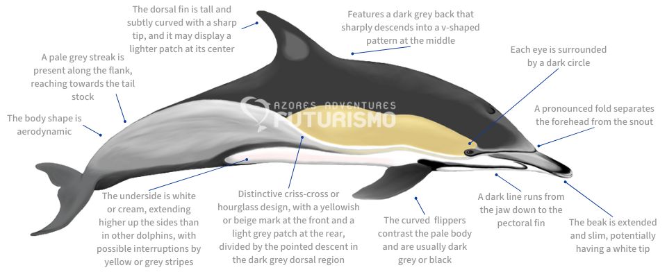 Common dolphin illustration with characteristics