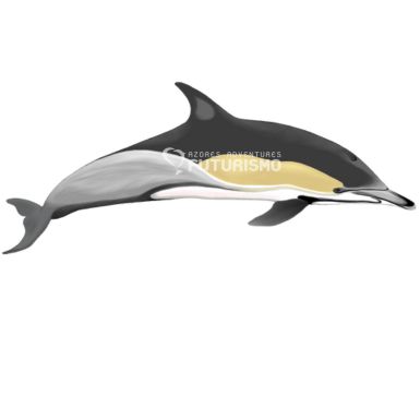 Common Dolphin