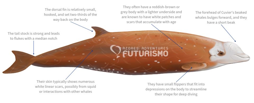 Cuvier's Beaked Whale with characteristics